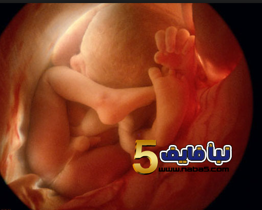 مراحل نمو الجنين اسبوعياً