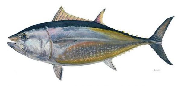 هل تعلم فوائد سمك التونة الذهلة ؟