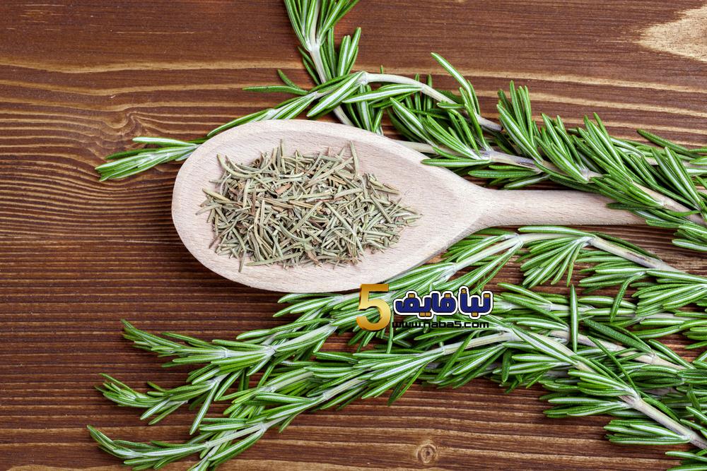  نبات إكليل الجبل – حصا البان