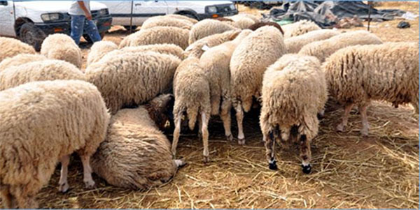 معلومات تفيدك عند شرائك أضحية العيد