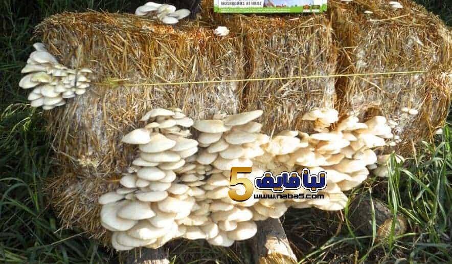 كيفية زراعة الفطر