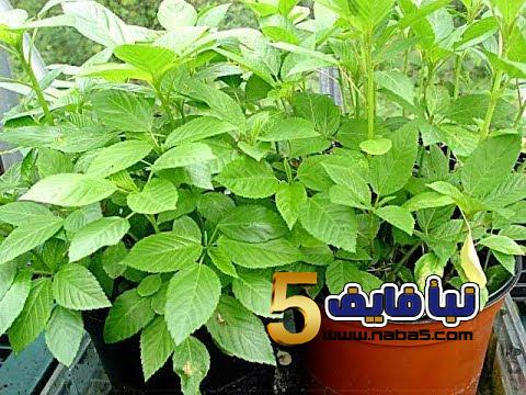 تعرف على كيفية زراعة نبات الملوخية بالخطوات