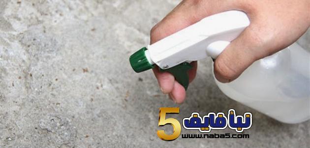 كيفية التخلص من النمل الصغير في الحديقة