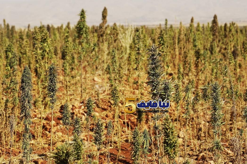 طريقة زراعة الشعير