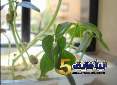 طرق زراعة القطن في المنزل