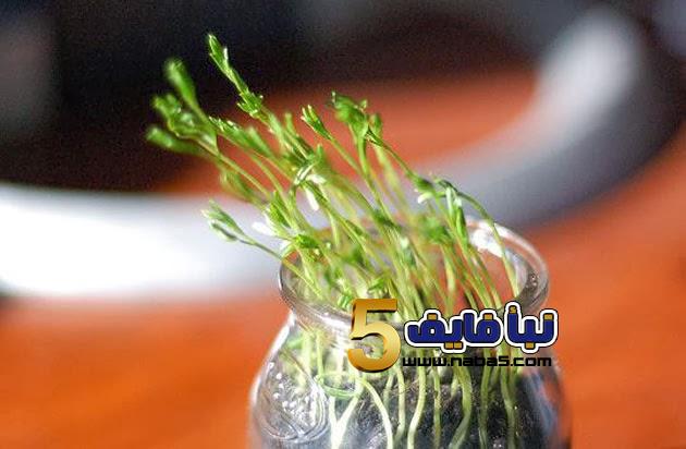 طريقة زراعة العدس بالخطوات