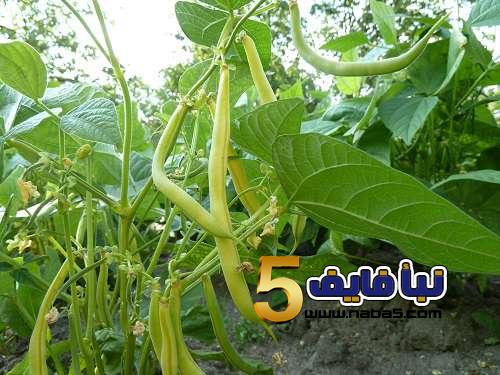 معلومات عن طريقة زراعة نبات اللوبيا بالخطوات