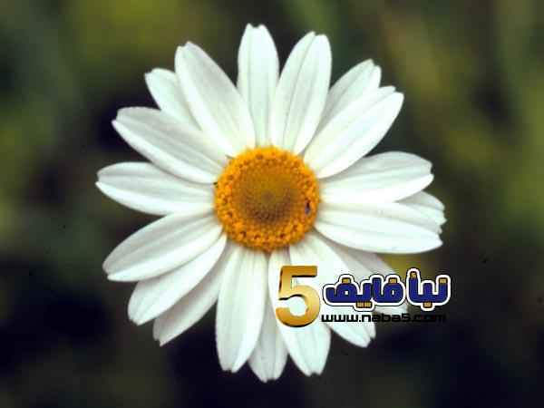 تفسير رؤية نبات البابونج في المنام