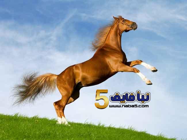 تفسير حلم رؤية الفرسان في المنام