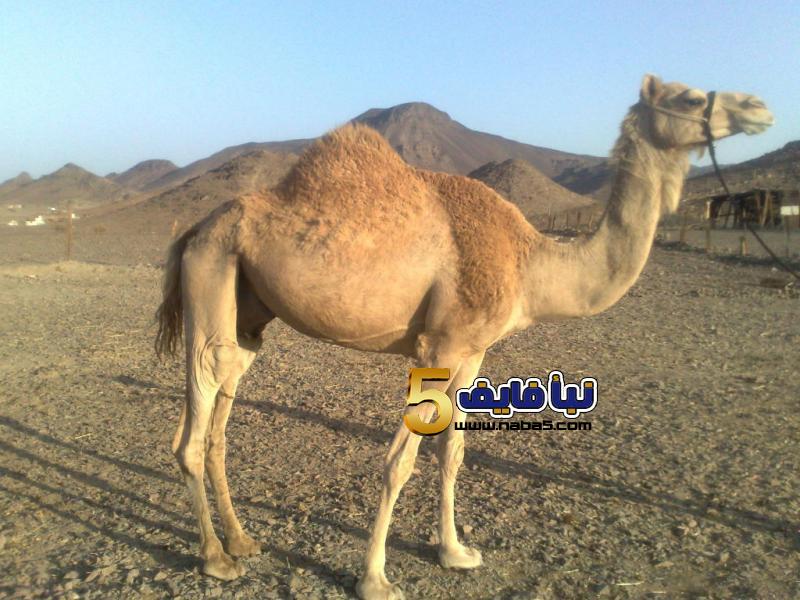 تفسير حلم الجمل لابن سيرين