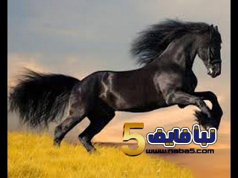 تفسير حلم الحصان الابيض الهائج