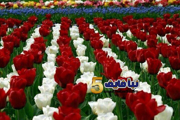 تفسير حلم الزهور لابن سيرين