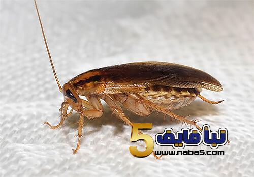 تفسير حلم الصراصير الطائره