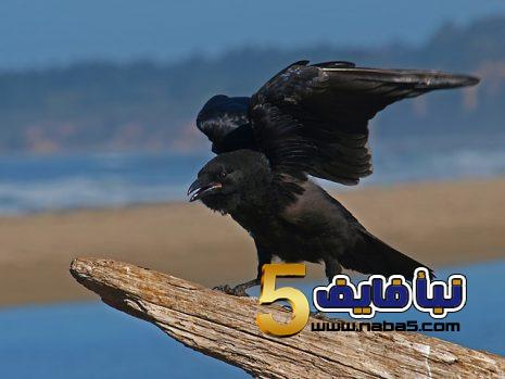 تفسير حلم الغراب لابن سيرين