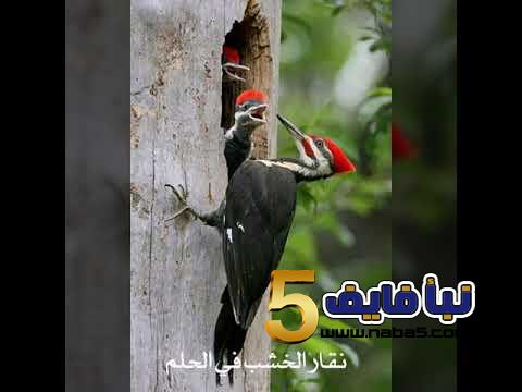 تفسير حلم رؤية نقار الخشب في المنام