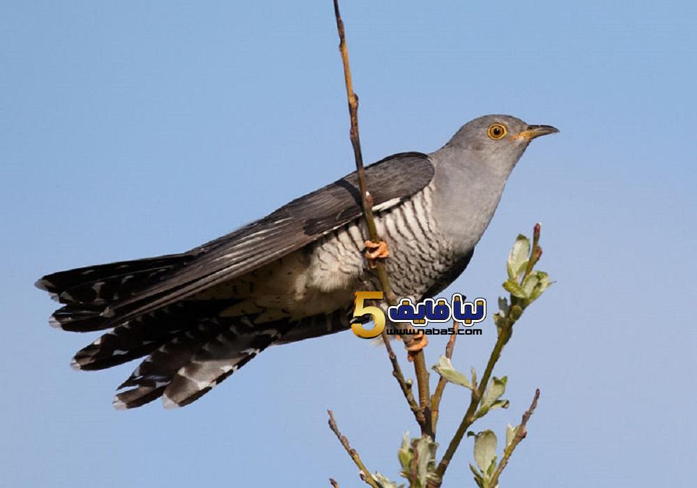 تفسير حلم طائر الوقواق في المنام