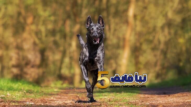 تفسير حلم نباح الكلاب في المنام