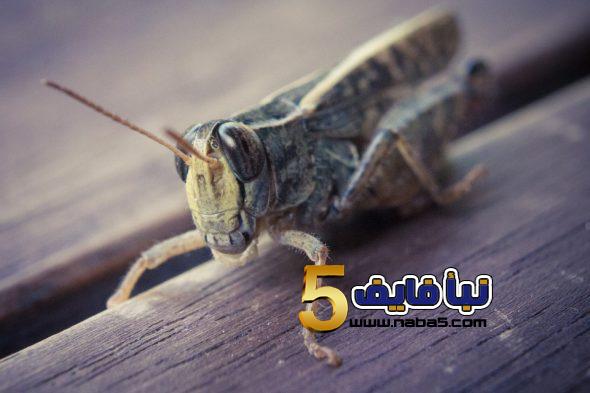تفسير رؤية الخوف من الجراد في المنام للمتزوجة والرجل والشاب
