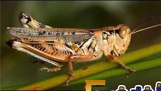 تفسير رؤية الخوف من الجراد في المنام