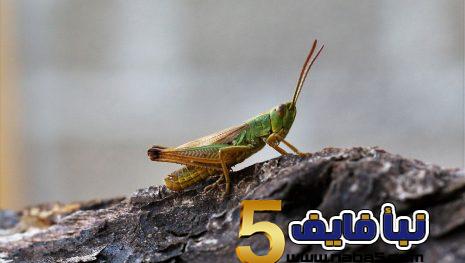 تفسير رؤية الخوف من الجراد في المنام