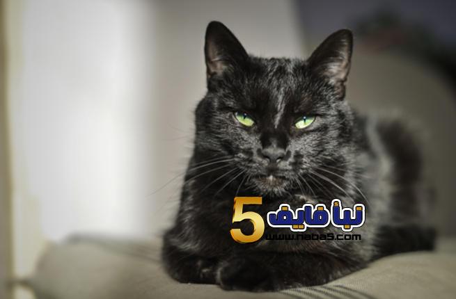 تفسير رؤية القطط في المنام للعزباء