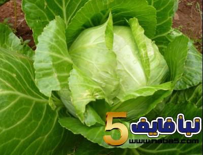 تفسير رؤية الكرنب في المنام