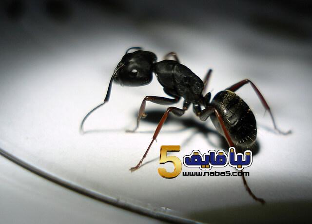 تفسير رؤية النمل الاسود الصغير في المنام