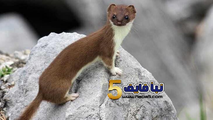 تفسير رؤية حيوان العرسة فى المنام لابن سيرين