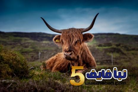 معنى الثور في المنام تفسير الامام الصادق