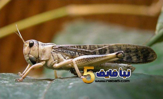 تفسير رؤيا الجراد في المنام بكافة النواحي