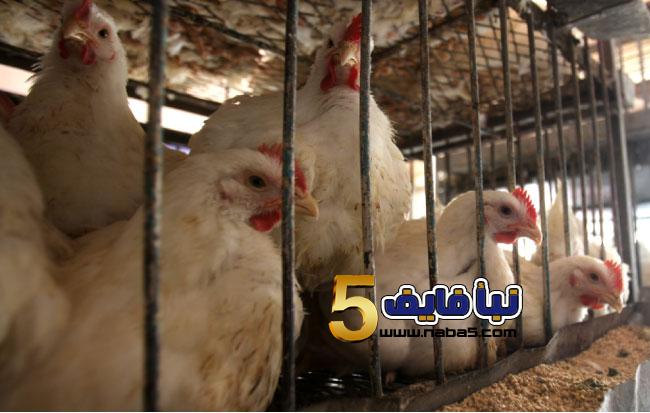 توضيح حكومي حول ارتفاع أسعار الدجاج
