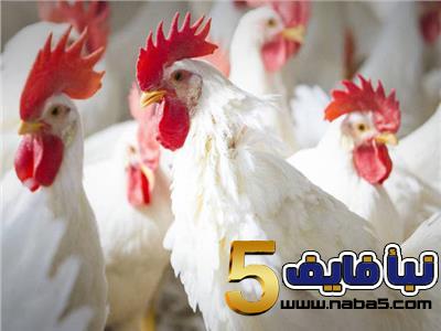 اتحاد المزارعين : مقاطعة الدجاج أكبر خطأ ارتكبه المواطن