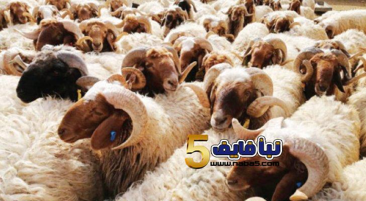 بلدية إربد الكبرى تعلن مواقع حظائر بيع الأضاحي – أسماء