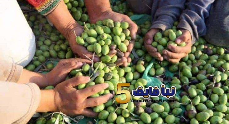 تعرف على سعر تنكة زيت الزيتون هذا العام