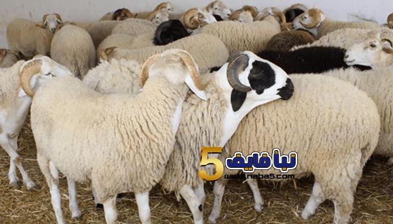 توضيح هام من التنمية الاجتماعية بخصوص توزيع الأضاحي