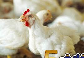 شكاوى من العديد من ارتفاع أسعار الدواجن في الأسواق