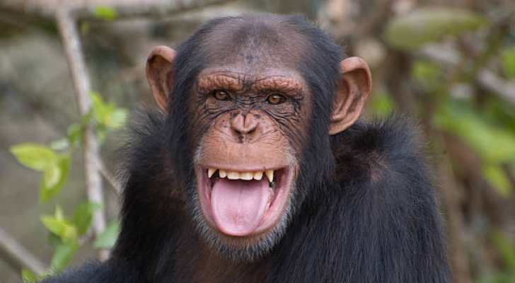 اكتشاف فيروس جديد يسمى بجدري القرود