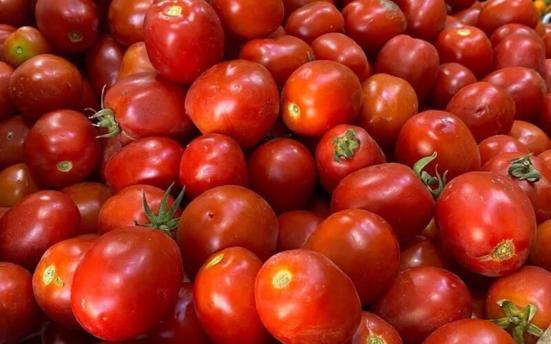 حفظ الطماطم لفترة طويله