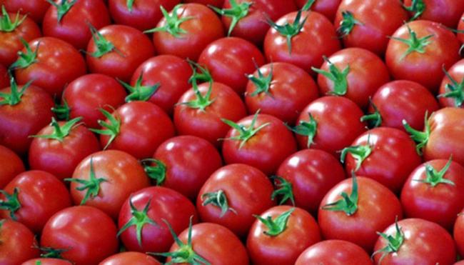 سوق الخضار: الصقيع رفع أسعار البندورة وتوقعات بانخفاضها اعتبارا من اليوم