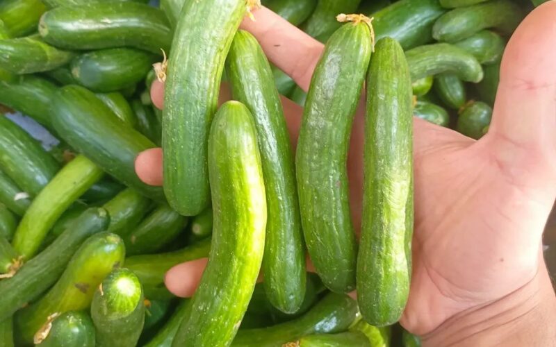 هذه الحيلة تمنع تعفن وذبول الخيار في الثلاجة