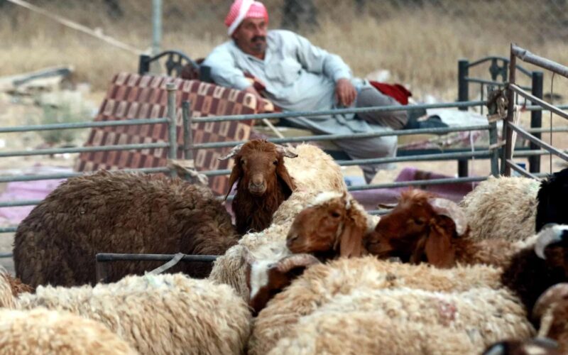 آخر تحديث لأسعار الأضاحي في الأردن.. مفاجأة غير مسبوقة قبل العيد.