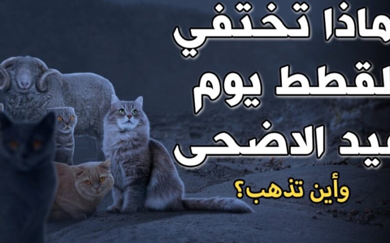 لماذا تختفي القطط يوم عيد الأضحى وأين تذهب بهذا اليوم؟